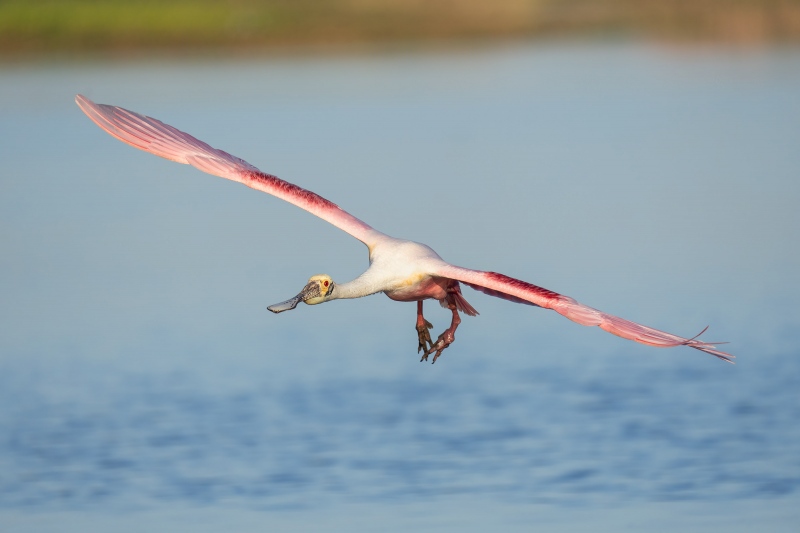 Roseate-Spoonbill-3200-in-soft-light-_A1B0070-Stick-Marsh-Fellsmere-FL