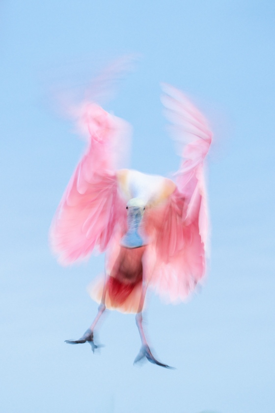 Roseate-Spoonbill-3200-incomng-vertical-blur-_A1A1771-Stick-Marsh-Fellsmere-FL-