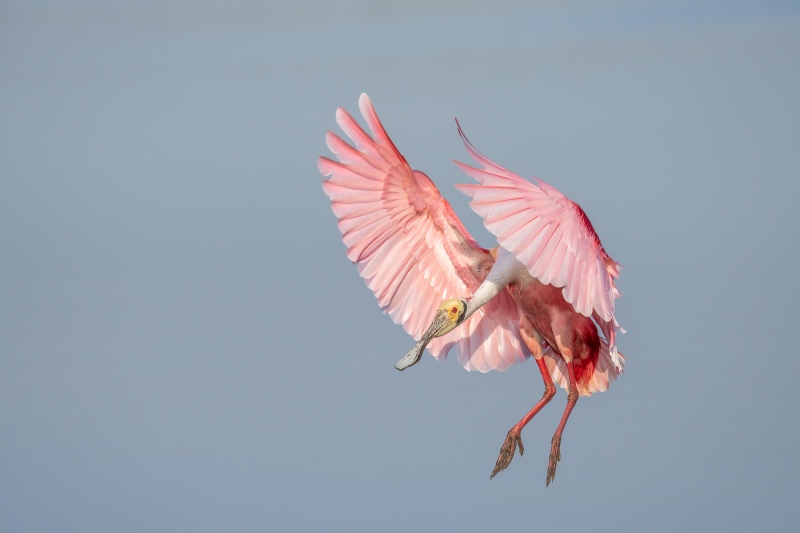 Roseate-Spoonbill-3200-landing-1-of-3-_DSC9054-Stick-Marsh-Melbourne-FL-