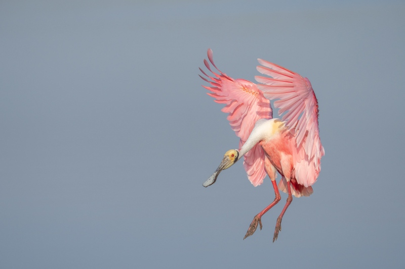 Roseate-Spoonbill-3200-landing-2-of-3-_DSC9055-Stick-Marsh-Melbourne-FL-