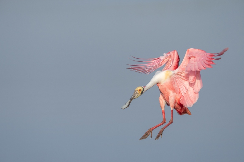 Roseate-Spoonbill-3200-landing-3-of-3-_DSC9056-Stick-Marsh-Melbourne-FL-