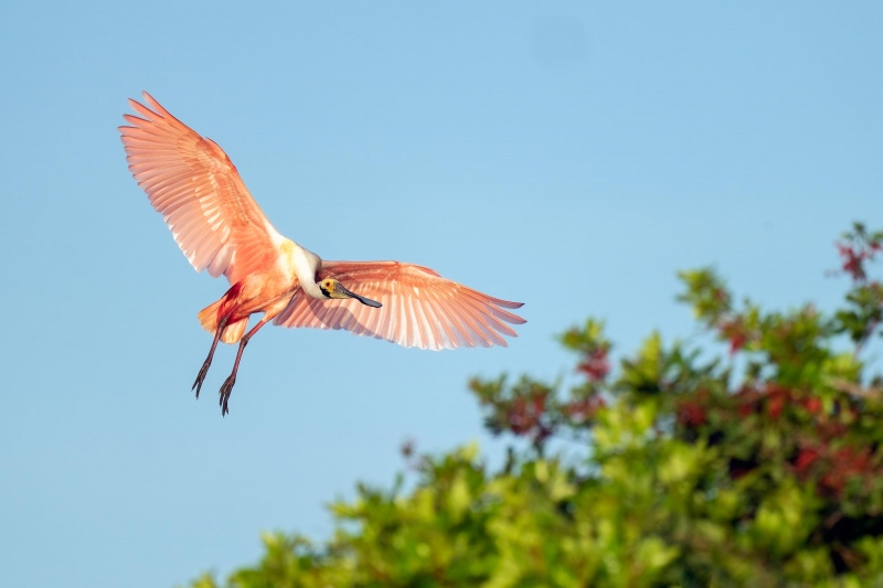 Roseate-Spoonbill-3200-landing-_A1G2860-Stick-Marsh-Fellemere-FL