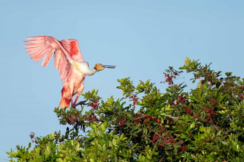 Roseate-Spoonbill-3200-landing-_A1G2946-Stick-Marsh-Fellemere-FL