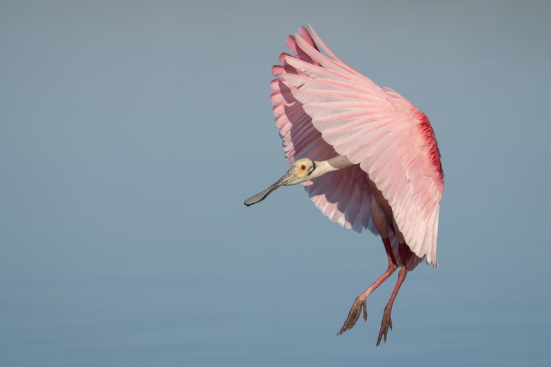 Roseate-Spoonbill-3200-landing-_DSC7280-Stick-Marsh-Melbourne-FL