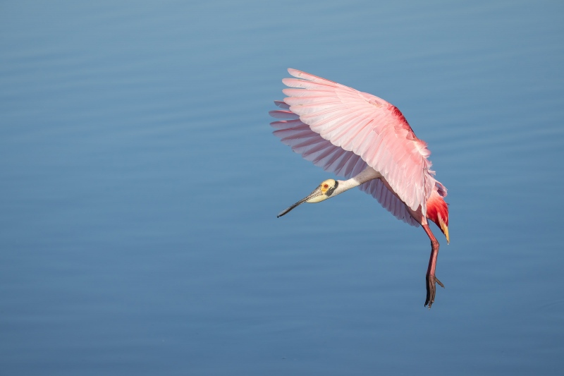 Roseate-Spoonbill-3200-landing-_DSC7438-Stick-Marsh-Melbourne-FL