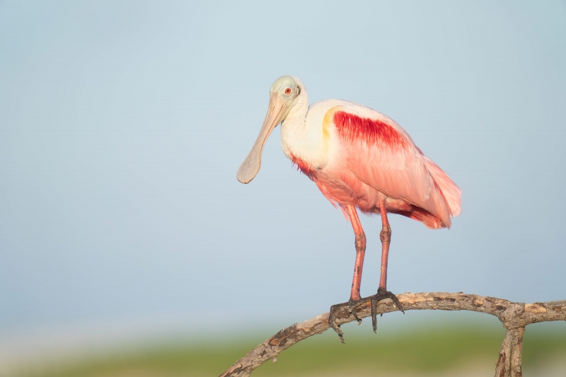 Roseate-Spoonbill-3200-on-dead-mangrove-branch-_A1G3348-Fort-DeSoto-Park-Tierra-Verde-FL