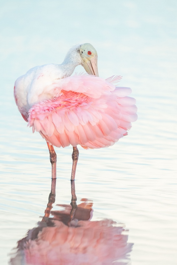 Roseate-Spoonbill-3200-preening-2X3-cropped-_A1B4161-Fort-DeSoto-Park-FL