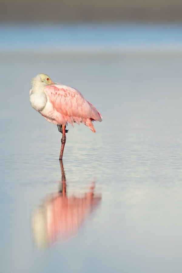 Roseate-Spoonbill-3200-resting-in-lagoon-_A1B0239-Fort-DeSoto-Park-FL