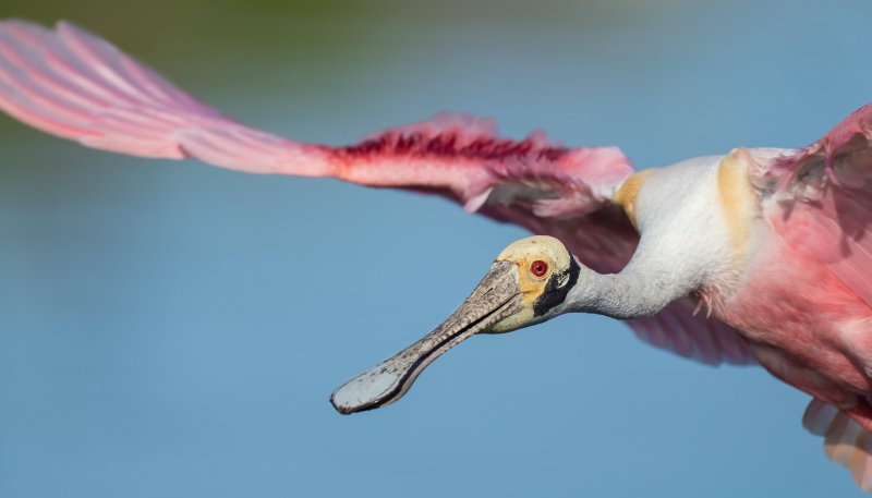 Roseate-Spoonbill-3200-tight-flight-pano-crop-_A1G4653-Stick-Marsh-Fellsmere-FL