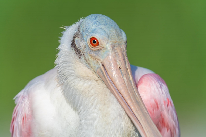 Roseate-Spoonbill-3200-tight-portrait-_7R46831-Fort-DeSoto-Park-FL