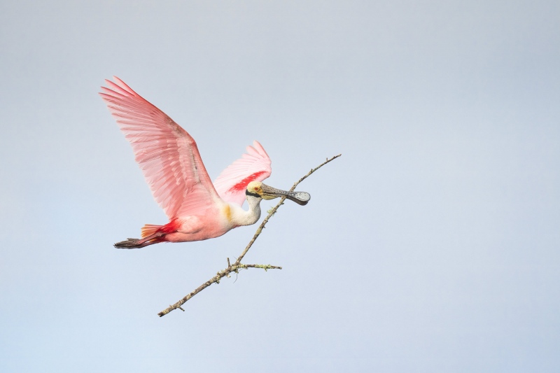 Roseate-Spoonbill-3200-wtih-nesting-material-_A1A2427-Stick-Marsh-Fellsmere-FL-