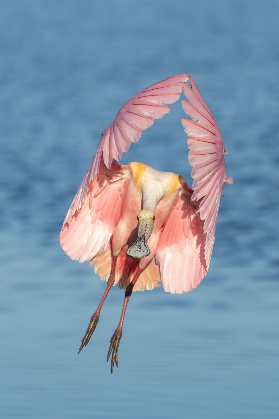 Roseate-Spoonbill-3200m-landing-_A1B1120-Stick-Marsh-Feldsmere-FL