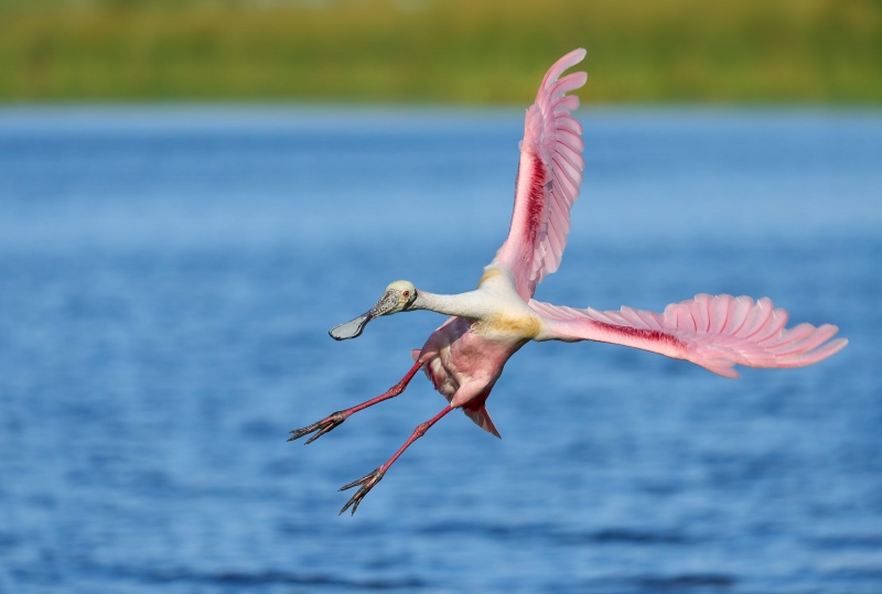 Roseate-Spoonbill-SHADOW-REMOVED-incoming-_DSC6420-Stick-Marsh-Melbourne-FL