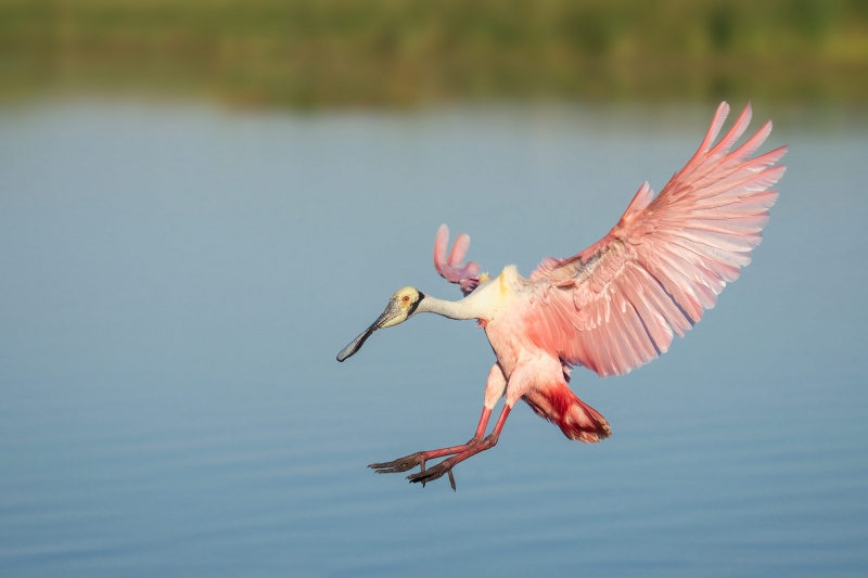 Roseate-Spoonbill-landing-3200-_DSC7266-Stick-Marsh-Melbourne-FL-copy