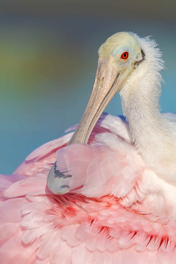 Roseate-Spoonbilll-3200-preeninhg-_7R47305-Fort-DeSoto-Park-FL