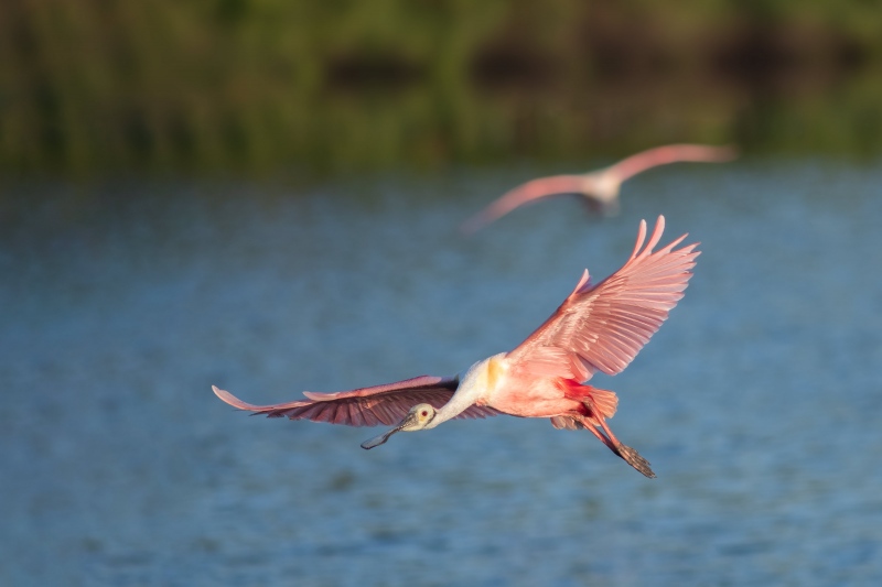 Roseate-Spoonbills-3200-WHITEs-saved-byy-BAA-_DSC7530