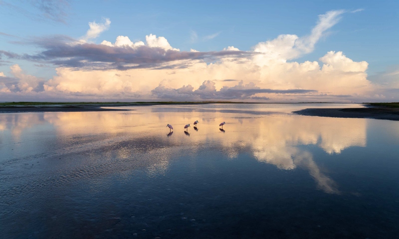 Roseate-Spoonbills-3200-at-dawn-_A1B9682-Fort-DeSoto-Park-FL