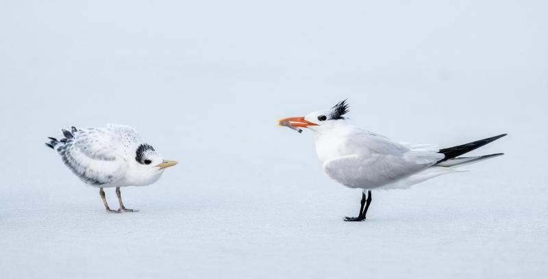 Royal-Tern-3200-PANO-CROP-with-shrimp-for-chick-_A1G6483Hugeunot-Memorial-Park-Jacksonville-FL