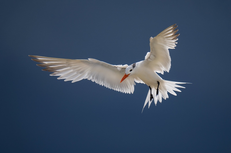 Royal-Tern-3200-braking-to-land-against-ingigo-black-storm-cloud-_A1G4221Huguenot-Memorial-Park-Jacksonville-FL