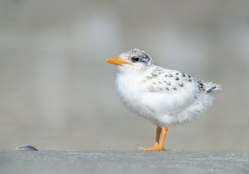 Royal-Tern-3200-chick-about-3-weeks-old-_A1B5481-Jacksonville-FL