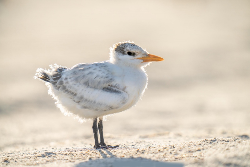 Royal-Tern-3200-chick-backlit-_A1G2885Huguenot-Memorial-Park-Jacksonville-FL