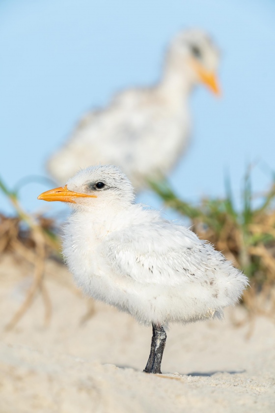 Royal-Tern-3200-chicks-double-header-_A1B4535-Jacksonville-FL