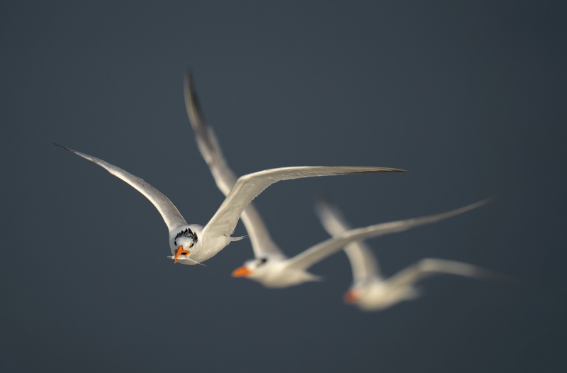 Royal-Tern-3200-flying-in-formation-_A1G7551Hugeunot-Memorial-Park-Jacksonville-FL