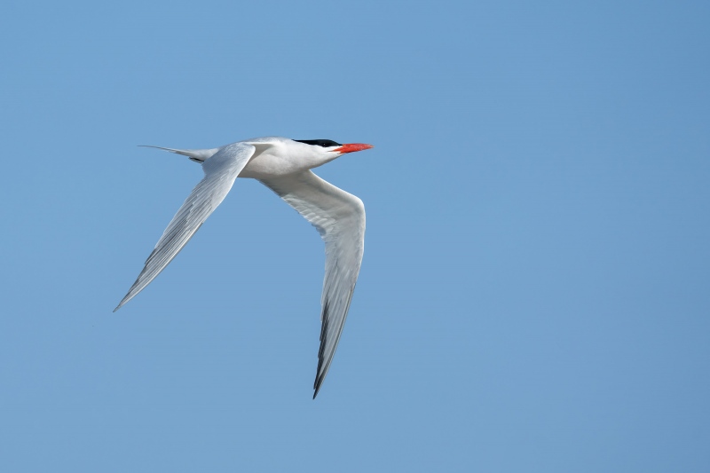 Royal-Tern-3200-in-flight-all-angles-_A1G0941-Jekyll-Point-Jekyll-Island-GA