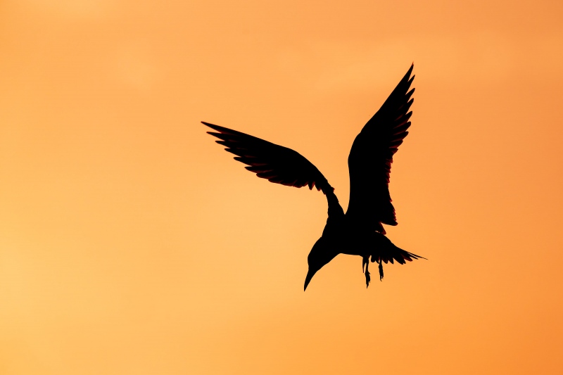 Royal-Tern-3200-landing-at-sunset-_A1G8259-Jekyll-Fishing-Pier-Jekyll-Island-GA