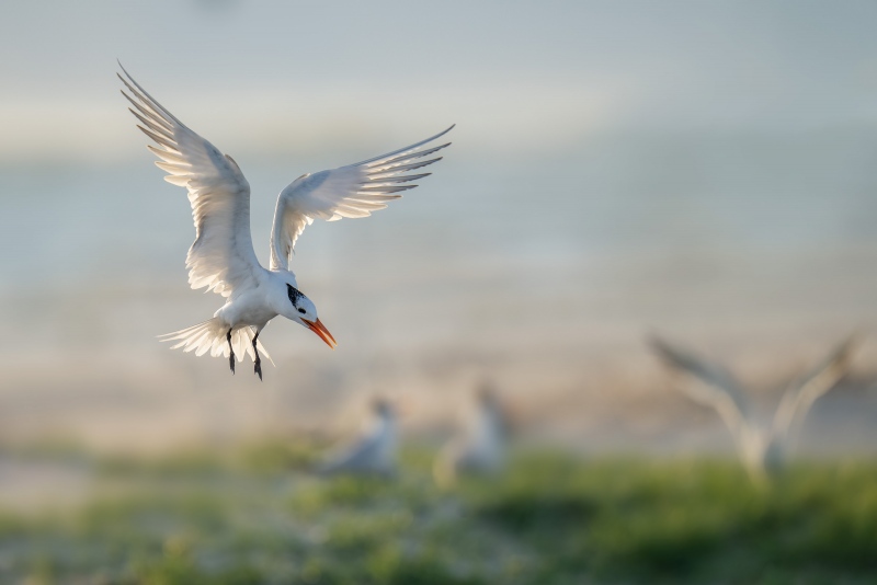 Royal-Tern-3200-landing-backlit-_A1G2593Huguenot-Memorial-Park-Jacksonville-FL