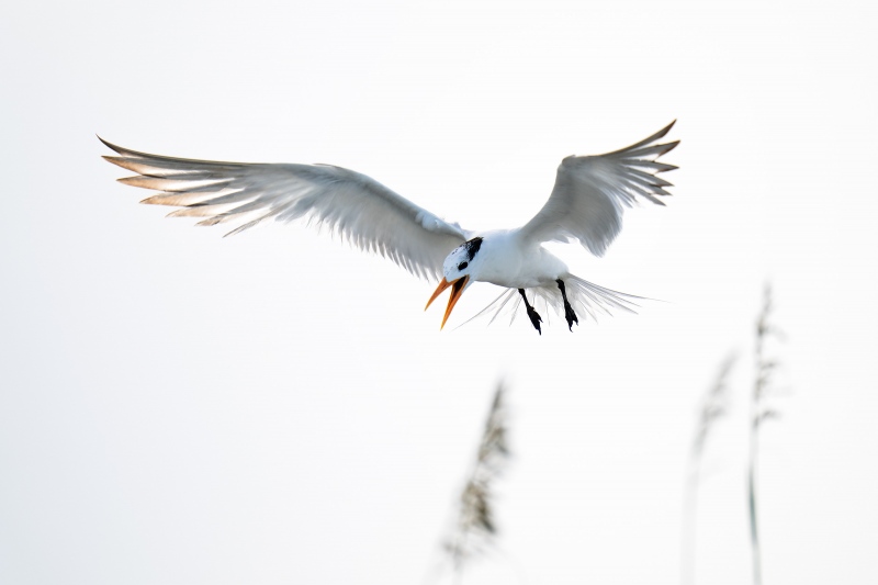 Royal-Tern-3200-landing-backlit-above-sea-oats-_A1G6486Hugeunot-Memorial-Park-Jacksonville-FL