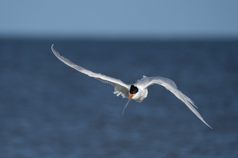 Royal-Tern-3200-shaking-off-water-in-flight-_A1G1129-Jekyll-Point-Jekyll-Island-GA