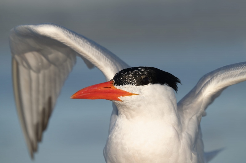 Royal-Tern-3200-tight-with-wings-raised-_A1A9319-Fort-DeSoto-Park-Tierra-Verde-FL