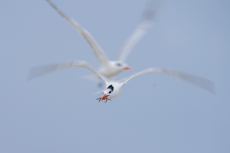 Royal-Tern-3200-w-crab-1-80-sec-_A1B2808-Jacksonville-FL