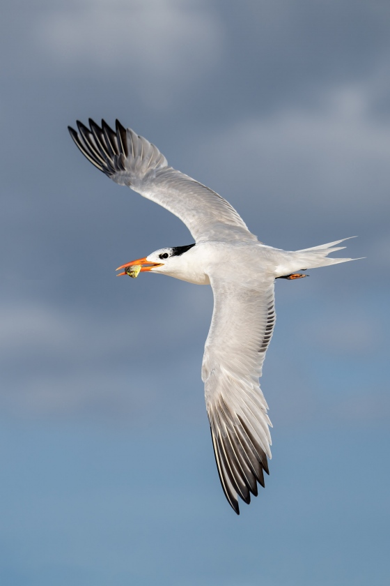 Royal-Tern-3200-w-juv-mahi-mahi-_A1B6088-Jacksonville-FL