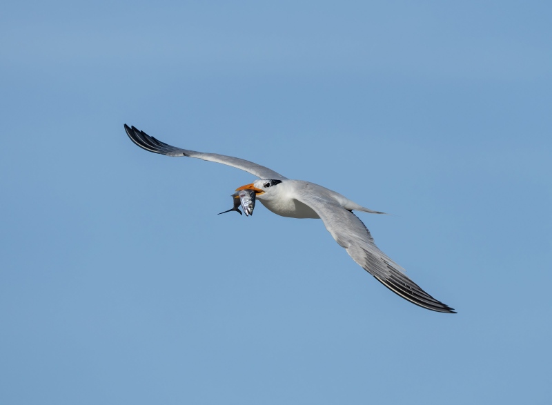 Royal-Tern-3200-with-Spanish-Mackeral-_A1B9870-Jacksonville-FL