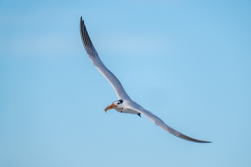 Royal-Tern-3200-with-large-shrimp-for-chick-_A1G6168Hugeunot-Memorial-Park-Jacksonville-FL