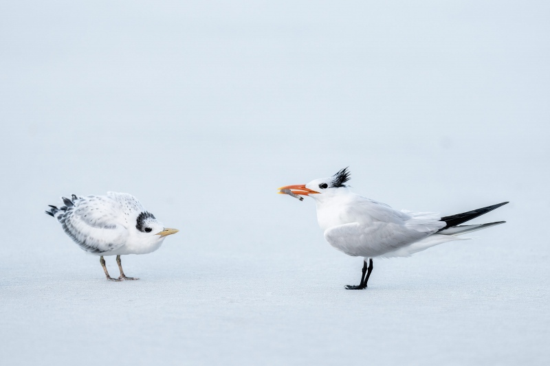 Royal-Tern-3200-with-shrimp-for-chick-_A1G6483Hugeunot-Memorial-Park-Jacksonville-FL