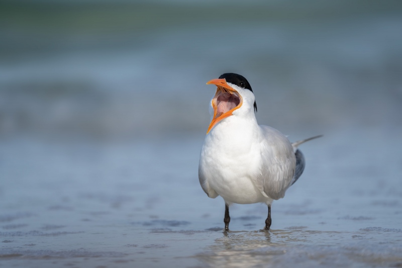 Royal-Tern-3200-yawning-_A1G4269-Fort-DeSoto-Park-FL