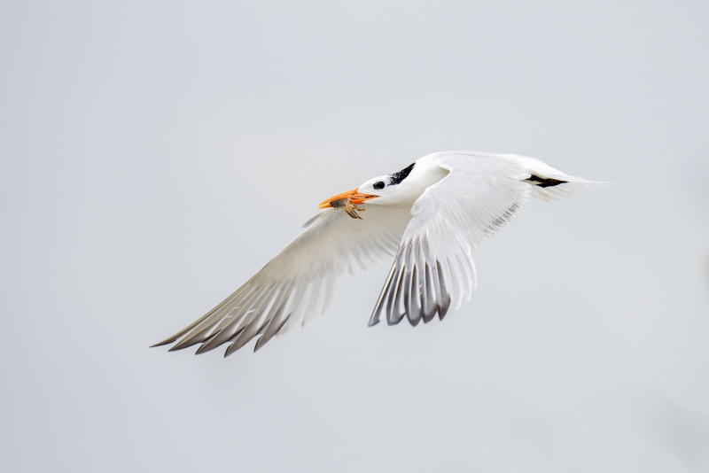 Royal-Tern-3200A-with-baby-blue-crab-for-chick-_A1G3831Huguenot-Memorial-Park-Jacksonville-FL