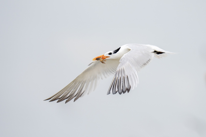 Royal-Tern-3200A-with-baby-blue-crab-for-chick-_A1G3831Huguenot-Memorial-Park-Jacksonville-FL