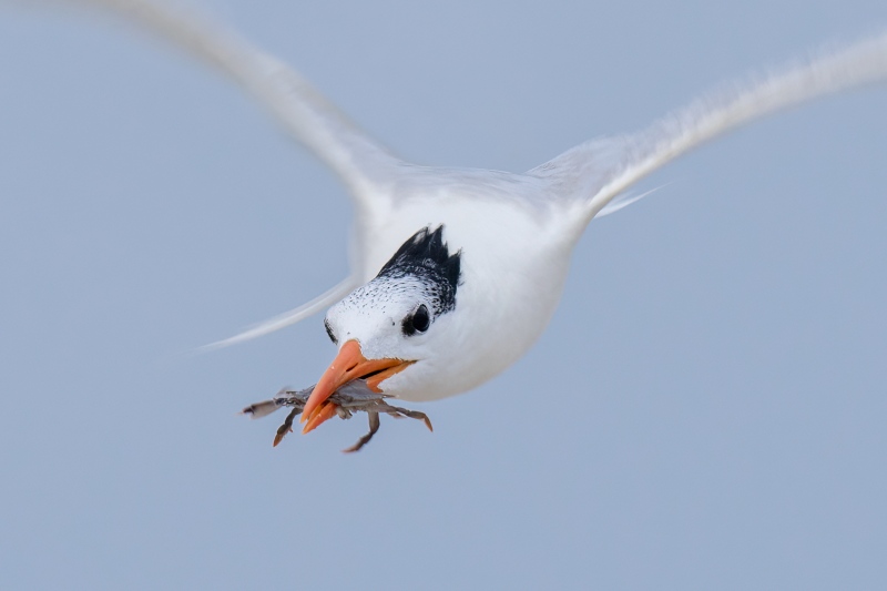 Royal-Tern-large-CROP-w-crab-1-80-sec-another-bird-removed-_A1B2808-Jacksonville-FL