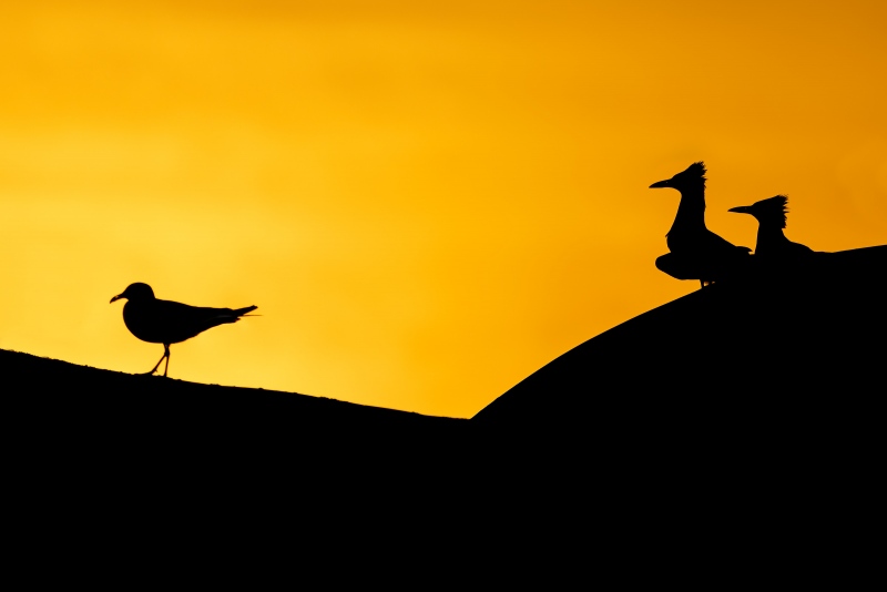 Royal-Terns-3200-and-LAGU-on-roof-of-shelter-Cristy-Cox-photo-CCP82773-Jekyll-Fishing-Pier-Jekyll-Island-GA