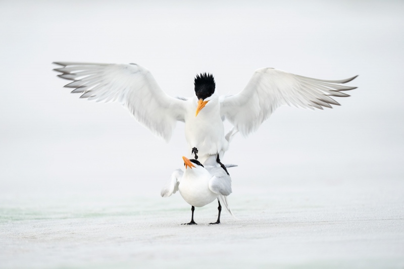 Royal-Terns-3200-copuating-_A1B8782-Fort-DeSoto-Park-FL-