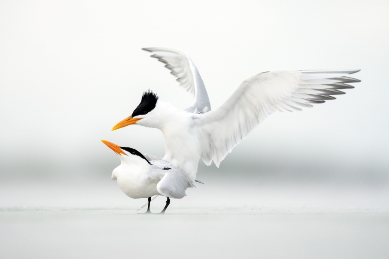 Royal-Terns-3200-copulating-_A1B8970-Fort-DeSoto-Park-FL-