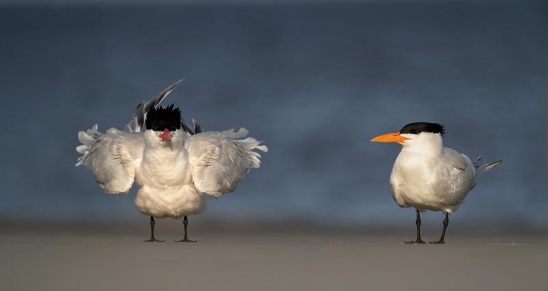 Royal-Terns-3200-on-beach-_A1G1334-Jekyll-Point-Jekyll-Island-GA