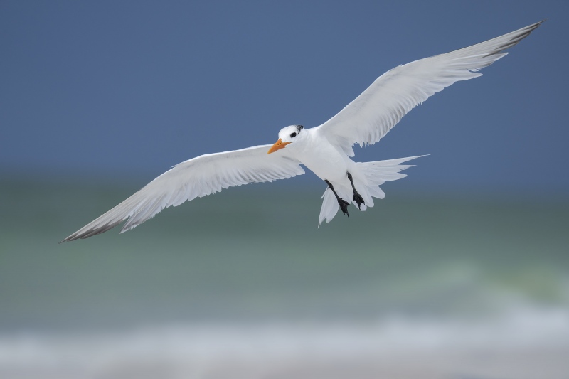 Royl-Tern-3200-ready-to-land-_A1B7173-Fort-DeSoto-Park-FL