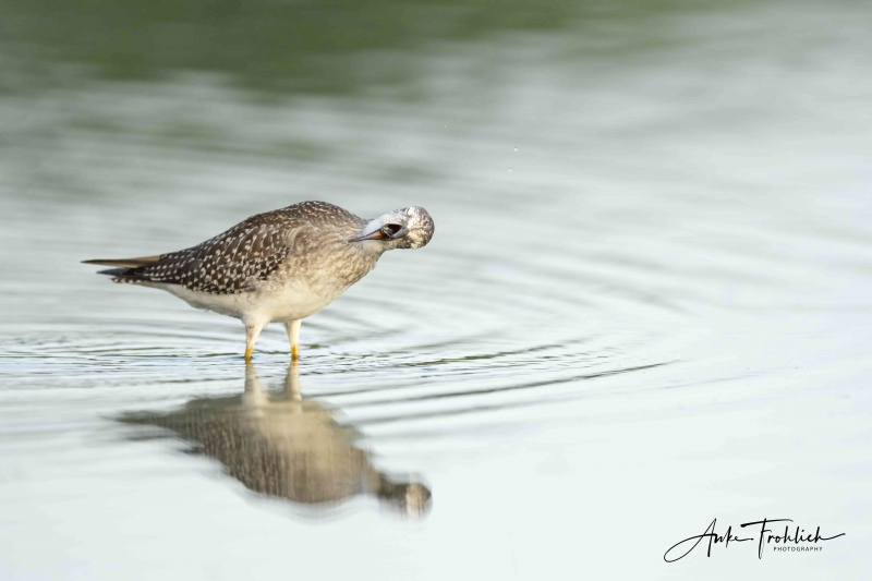 SIG-C-Lesser-Yellowlegs-Anke-_A1B8430-East-Pond-JBWR-Q-NY