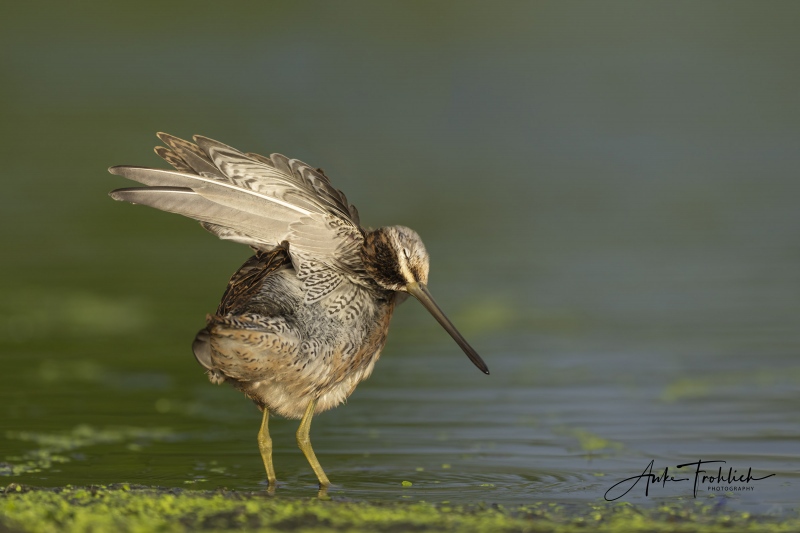 SIG-C-Short-billed-Dowitcher-preening-back-of-head-_A1B8614-East-Pond-JBWR-Q-NY