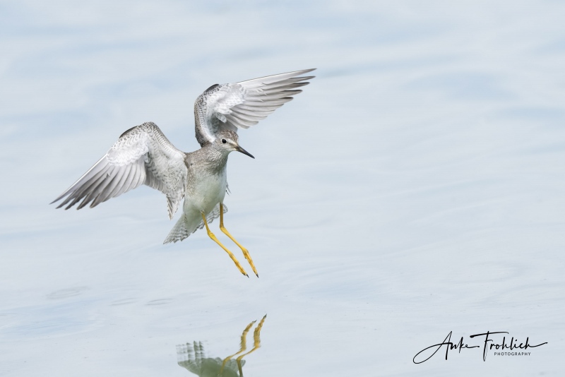 SIG-E-Lesser-Yellowlegs-landing-juvenile-_A1B9755-East-Pond-JBWR-Q-NY